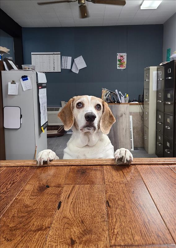 Jacksonville Floor Covering Jacksonville, IL